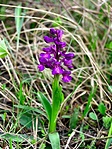 Agárkosbor (Orchis morio) a Vüsk-tetőn