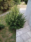 A "rejtelmes" parkr�sz :o)