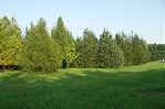 részlet a parkból részlet a parkból