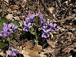 Viola odorata