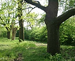A park koros fái