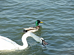 48. állomás: Balaton, Keszthely 48. állomás: Balaton, Keszthely