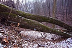 2008.12.27 - Vágáshuta után kidőlt fa kék jelzéssel