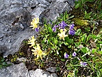 hegyi nyúlszapuka (Anthyllis montana)