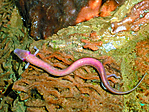 Barlangi vakgőte (Proteus anguinus) Barlangi vakgőte (Proteus anguinus)