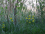 233. állomás: Balaton, Tobruk (Bfűzfő) 233. állomás: Balaton, Tobruk (Bfűzfő)