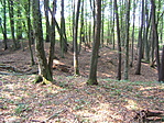Dugás-kúti erdő