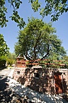 Balatonalmádi,-350 éves körtefa Balatonalmádi,-350 éves körtefa