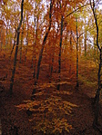 Az őszi erdő