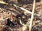 Közönséges mókus, Sciurus vulgaris