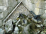 132. Darázs-forrás-1 132. Darázs-forrás-1