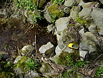 138. Balatonkenese, Anonymus_1 138. Balatonkenese, Anonymus_1