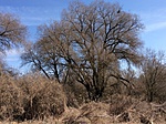 482. Nádas-tó, Budakeszi 482. Nádas-tó, Budakeszi