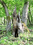 1-es pont (Fotó: Strombus) 1-es pont (Fotó: Strombus)