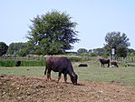 Kiskunhalas, Csetényi park Kiskunhalas, Csetényi park