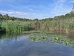 521: Kállósemjén, Mohos-tó (kép forrása www.hnp.hu) 521: Kállósemjén, Mohos-tó (kép forrása www.hnp.hu)