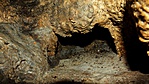 Barlangi mikrovilág