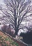 Erzsébet fája az 1970-es években