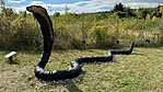 Óriás kobra
