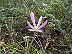 Homoki kikerics (Colchicum arenarium)