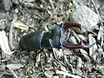 Szarvasbogár (Lucanus cervus)