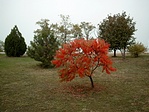 az ősz színei