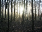 Reggel az erdőben (nem az elrejtő)