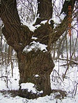 A rejtekadó fa