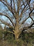 Öreg fa a parkban
