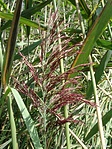 Fedőnád - Phragmites australis