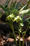 Zöld hunyor (Helleborus viridis)