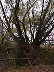Rejtekadó fa