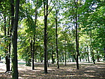 Park részlet