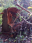 Egy "szétesett" fa a rejtek mellett