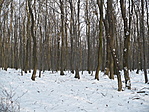 csendes téli erdő