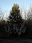 Xmastree '09