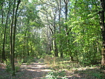 Kása-erdő