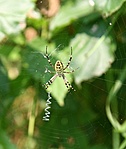 darázspók (Argiope bruennichi)