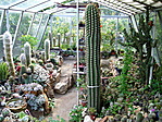 Kaktusz kiállítás Agárdon