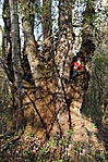 Drávaparti öreg fa - egy a sok közül