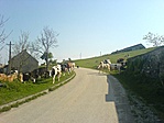 Cows crossing!