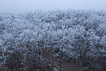 Tél a Gulya-dombon