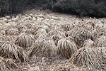 Pom-Pom mező