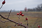 Rosa canina