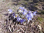 Virágzott a leánykökörcsin (Pulsatilla grandis) a Széchenyi-hegyen