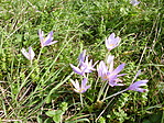 Őszi kikerics (Colchicum autumnale) a völgyben