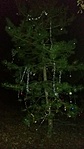 A karácsonyfa
