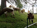 A marhák nézték mit keres ez a Marha :-)