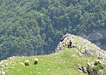 2017 06 06 Rakitnica-kanyon Pásztor asszonnyal és 2 birkáGCRAKI