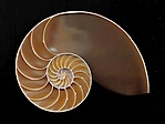 Nautilus metszet - szemgyönyörködtető logaritmikus spirál